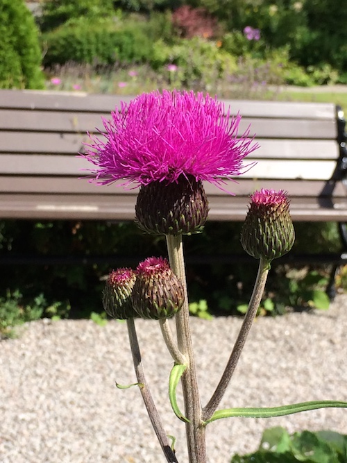 thistle